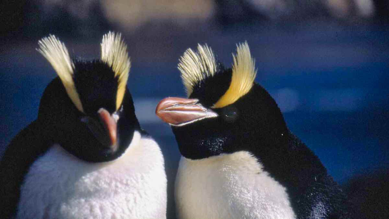 Đau đầu giải mã hành vi kỳ quái của chim cánh cụt New Zealand: Luôn chê và bỏ luôn trứng đầu, chỉ ấp trứng sau - Ảnh 1.