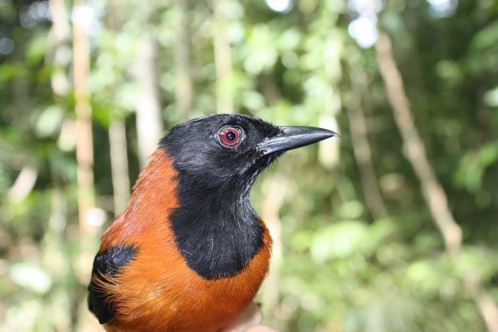 Pitohui: Loài chim đầu tiên và duy nhất trên hành tinh được ghi nhận là có độc - Ảnh 4.