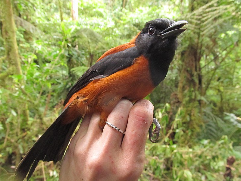 Pitohui: Loài chim đầu tiên và duy nhất trên hành tinh được ghi nhận là có độc - Ảnh 1.