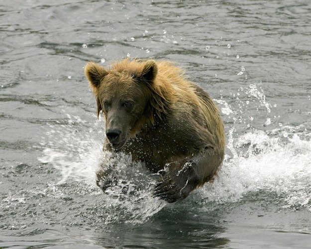 Những con gấu lớn nhất vẫn còn tồn tại trên hành tinh của chúng ta!  - Ảnh 9.