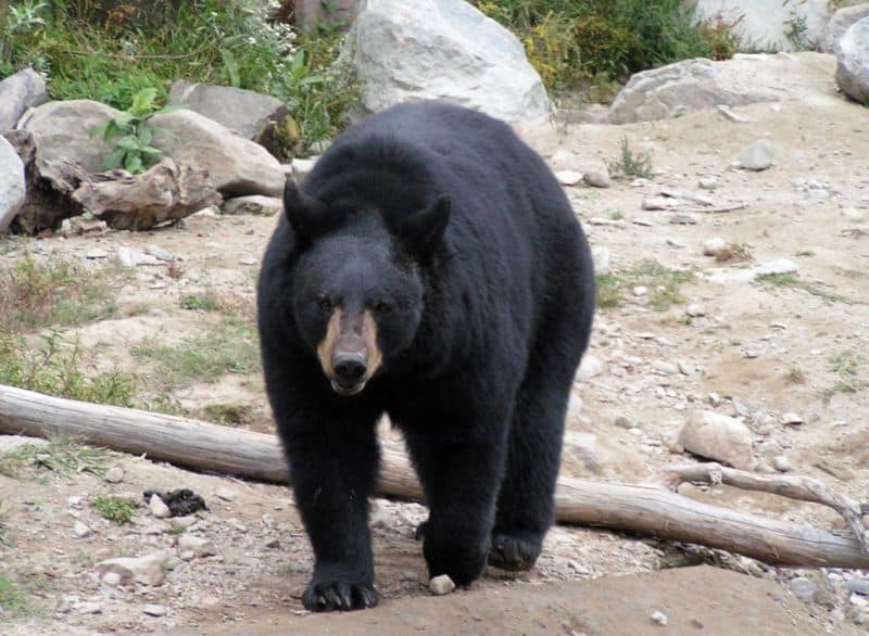 Những loài gấu to lớn nhất còn tồn tại trên hành tinh của chúng ta! - Ảnh 4.