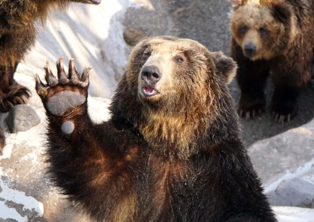 Những con gấu lớn nhất vẫn còn tồn tại trên hành tinh của chúng ta!  - Ảnh 7.