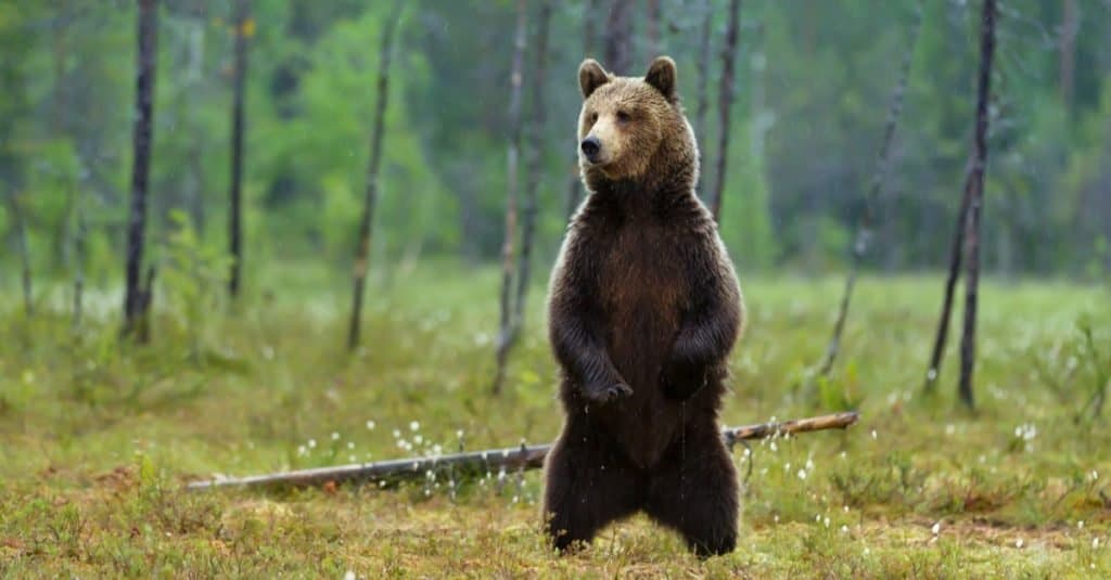 Những con gấu lớn nhất vẫn còn tồn tại trên hành tinh của chúng ta!  - Ảnh 5.
