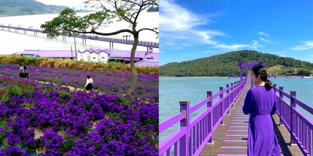 Hòn đảo kỳ lạ ở Hàn Quốc nơi mọi thứ đều phủ một màu tím, góc nào cũng đẹp lung linh - Ảnh 10.
