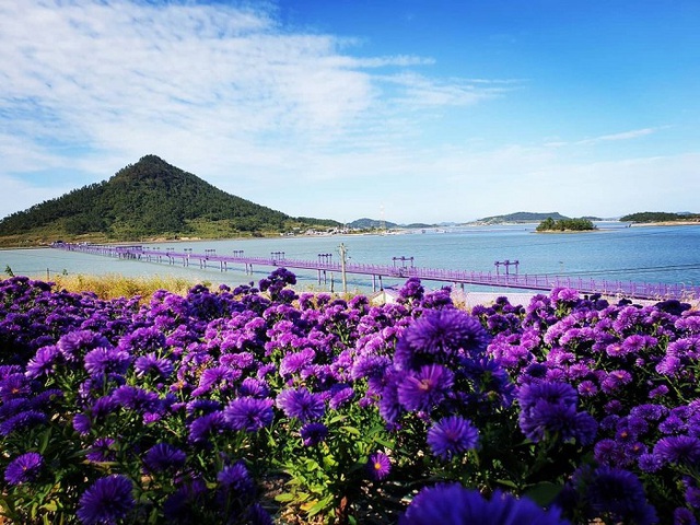 Hòn đảo kỳ lạ ở Hàn Quốc nơi tất tần tật mọi thứ đều ngập trong sắc tím, góc nào cũng đẹp long lanh - Ảnh 7.