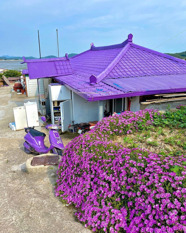 Hòn đảo kỳ lạ ở Hàn Quốc nơi mọi thứ đều phủ một màu tím, góc nào cũng đẹp lung linh - Ảnh 5.