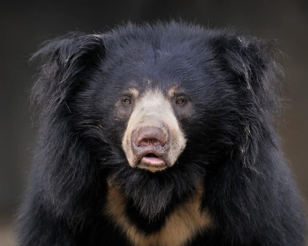 Những con gấu lớn nhất vẫn còn tồn tại trên hành tinh của chúng ta!  - Ảnh 1.
