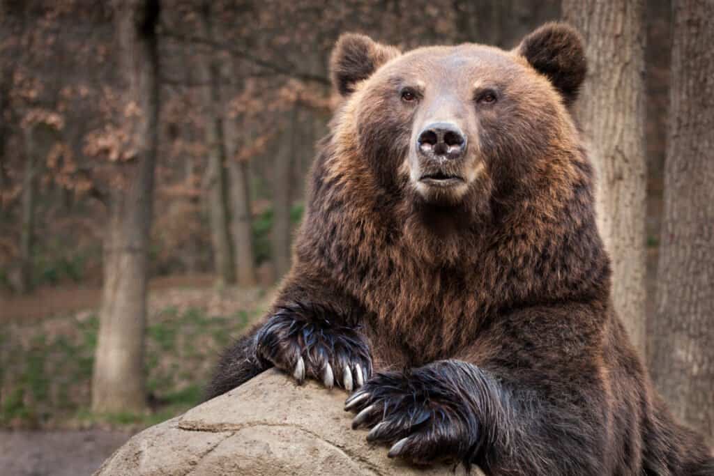 Những con gấu lớn nhất vẫn còn tồn tại trên hành tinh của chúng ta!  - Ảnh 8.