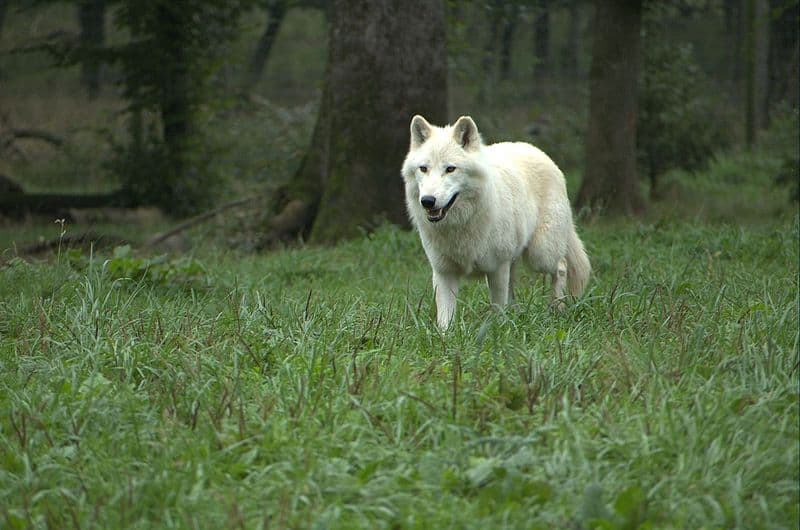 Discover the secrets of the Arctic wolf