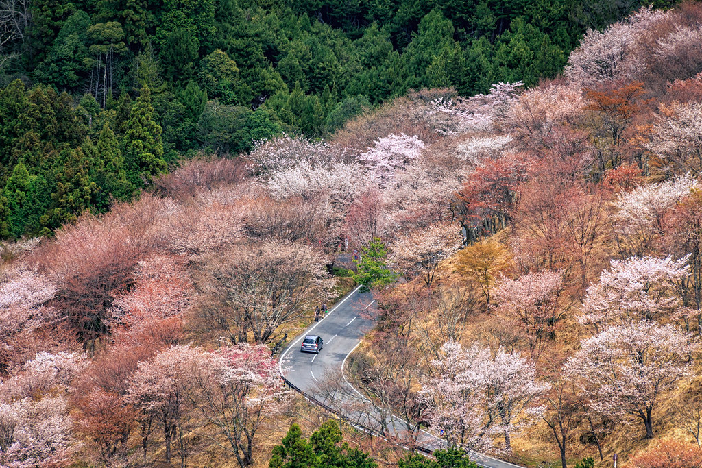 Con đường lãng mạn Nhật Bản: Điểm đến lý tưởng dành cho những cặp đôi, nối liền nhiều danh lam thắng cảnh - Ảnh 5.
