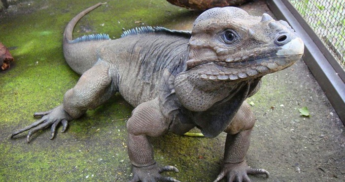 7 strange species of animals and plants that you've probably never heard of - Photo 6.