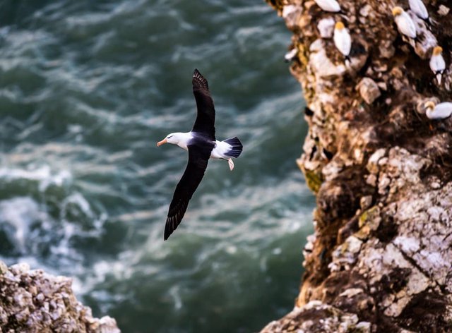 Chuyện của chú chim hải âu cô đơn nhất thế giới: Vĩnh viễn không tìm thấy đường về nhà và chuyến hành trình được cả thế giới dõi theo - Ảnh 1.
