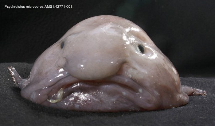 Cá giọt nước - loài động vật xấu nhất thế giới bị hiểu nhầm về hình dạng kỳ dị suốt bao năm - Ảnh 6.