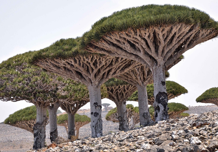 Hòn đảo kỳ lạ chứa loại cây độc đáo bậc nhất hành tinh Photo-2-166822671836149476066-1668245941657-1668245941813233621066