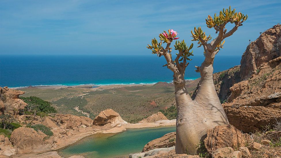 Hòn đảo kỳ lạ chứa loại cây độc đáo bậc nhất hành tinh - Ảnh 1.