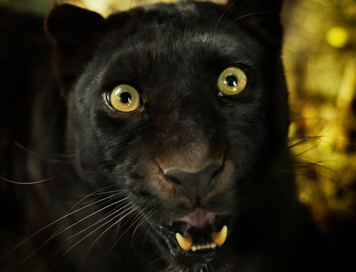 Những sự thật bất ngờ về Black Panther - báo đen! - Ảnh 5.