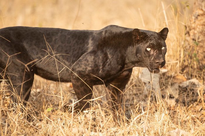 Những sự thật bất ngờ về Black Panther - báo đen!  - Ảnh 2.