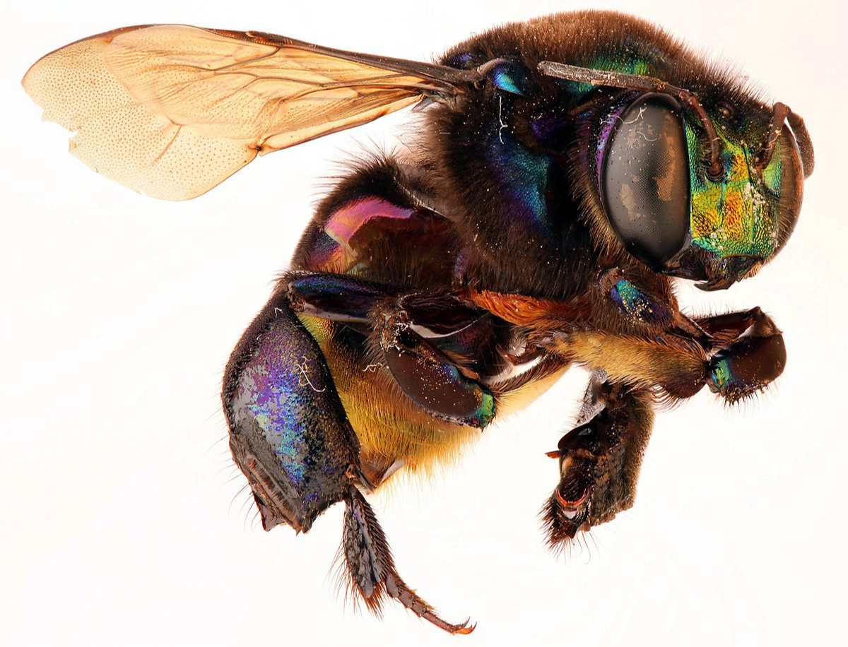 Phát hiện loài ong phong lan mới tại Mexico - Ảnh 3.