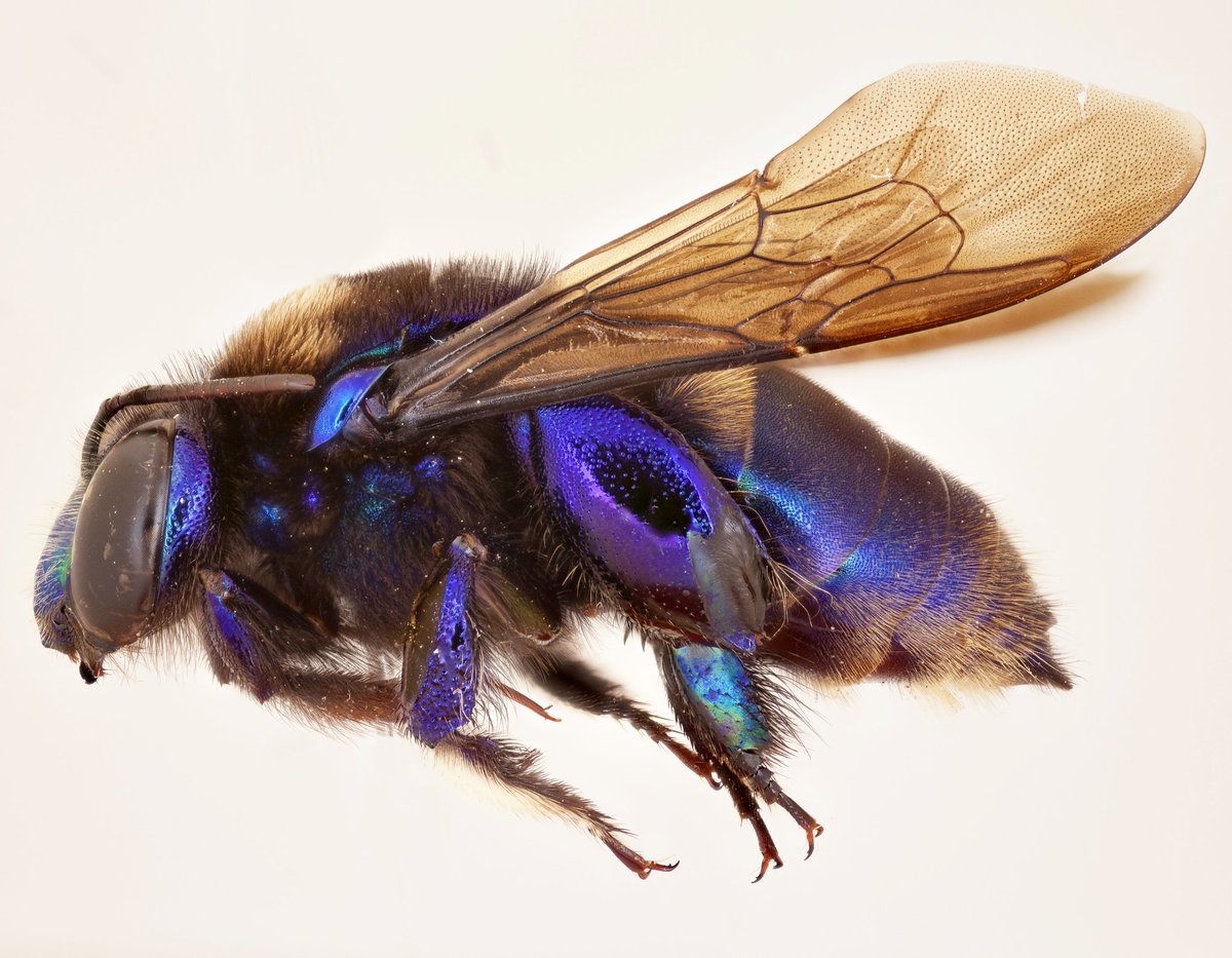 Loài ong phong lan mới được phát hiện ở Mexico - Ảnh 4.