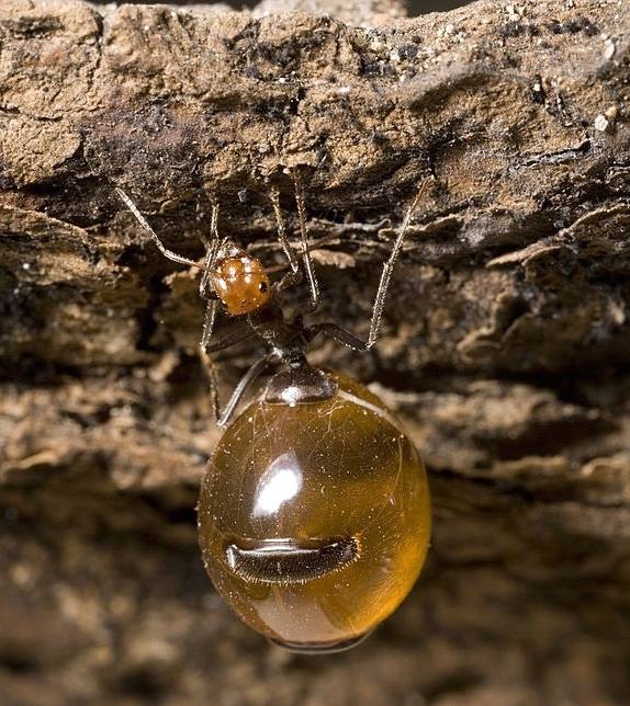 Kiến Honeypot: Loài kiến ​​sản xuất mật ong duy nhất trên hành tinh của chúng ta!  - Ảnh 3.