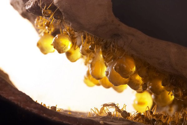 Kiến Honeypot: Loài kiến sản xuất mật duy nhất trên hành tinh của chúng ta! - Ảnh 4.
