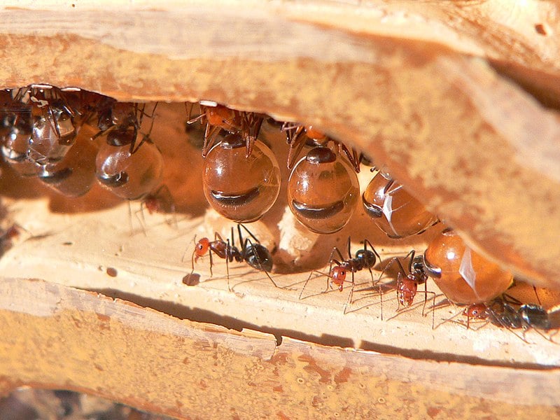 Kiến Honeypot: Loài kiến ​​sản xuất mật ong duy nhất trên hành tinh của chúng ta!  - Ảnh 1 .