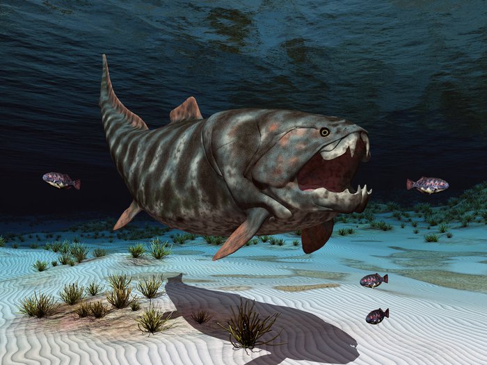 Phát hiện loài cá có thể cắn đôi xác cá mập trắng lớn - Ảnh 3.