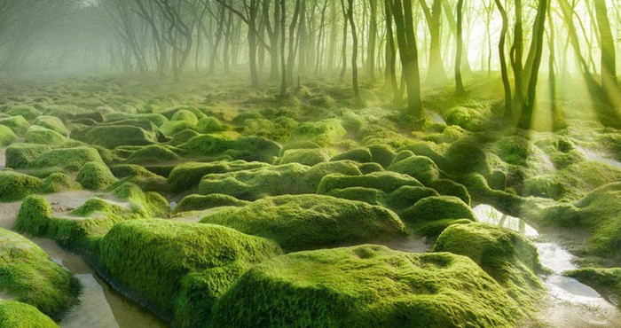 The strangest forests in the world - Photo 9.