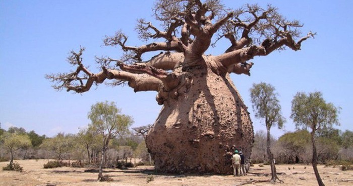 The strangest forests in the world - Photo 5.