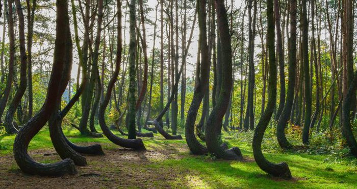 The strangest forests in the world - Photo 2.