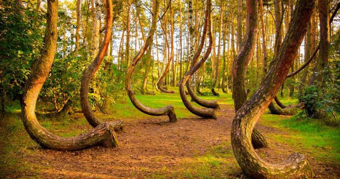The strangest forests in the world - Photo 1.