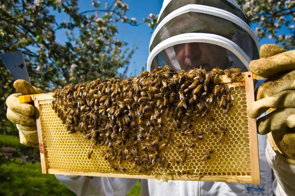 Vì sao ong lại liên quan đến sự tồn vong của loài người? - Ảnh 1.