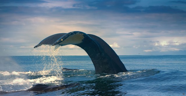Với kích thước khổng lồ như vậy, điều gì sẽ xảy ra khi cá voi chết?  Nhiều thập kỷ sau, chúng vẫn có thể hữu ích - Ảnh 5.