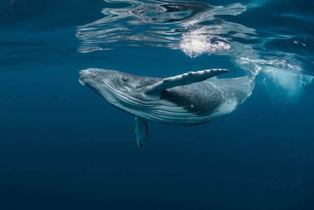 Với kích thước khổng lồ như vậy, điều gì sẽ xảy ra khi cá voi chết?  Hàng chục năm sau, chúng vẫn có thể hữu ích - Ảnh 1.