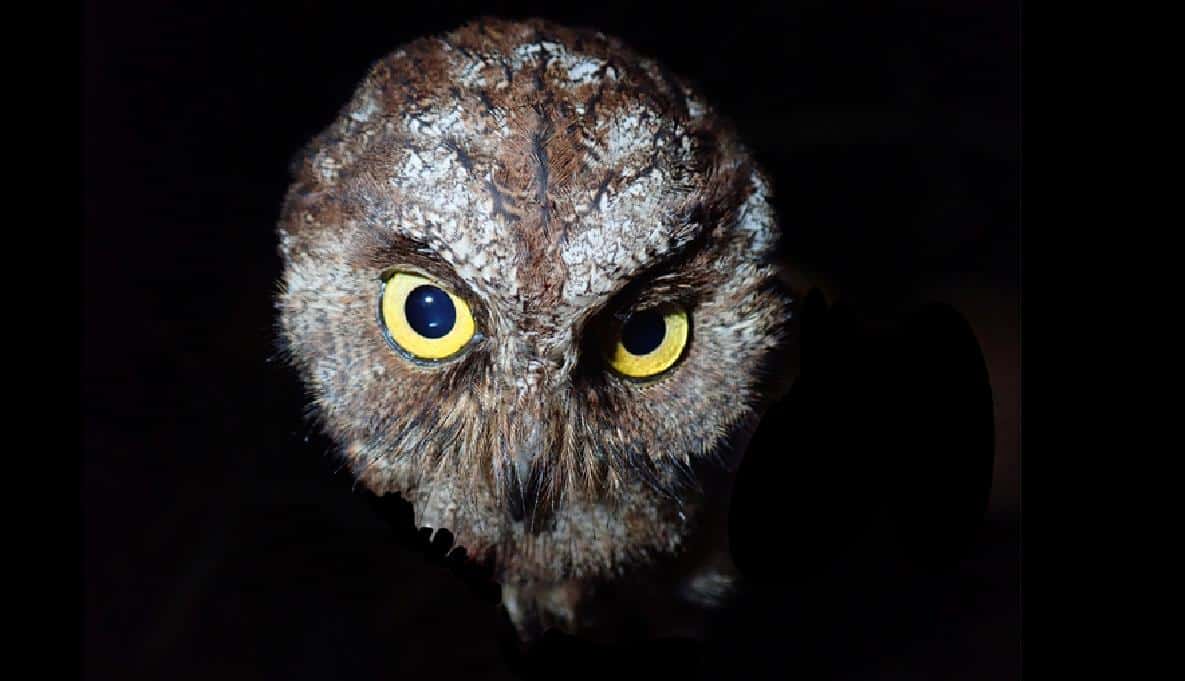 Loài cú Scops-Owl mới được phát hiện ở châu Phi - Ảnh 3.