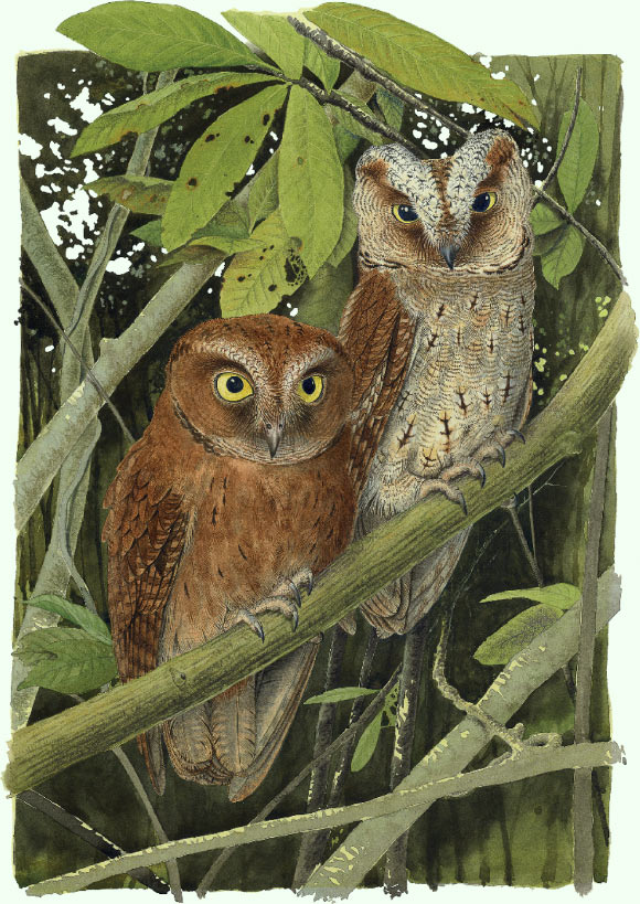 Đã phát hiện ra loài cú mèo Scops-Owl mới ở Châu Phi - Ảnh 2.