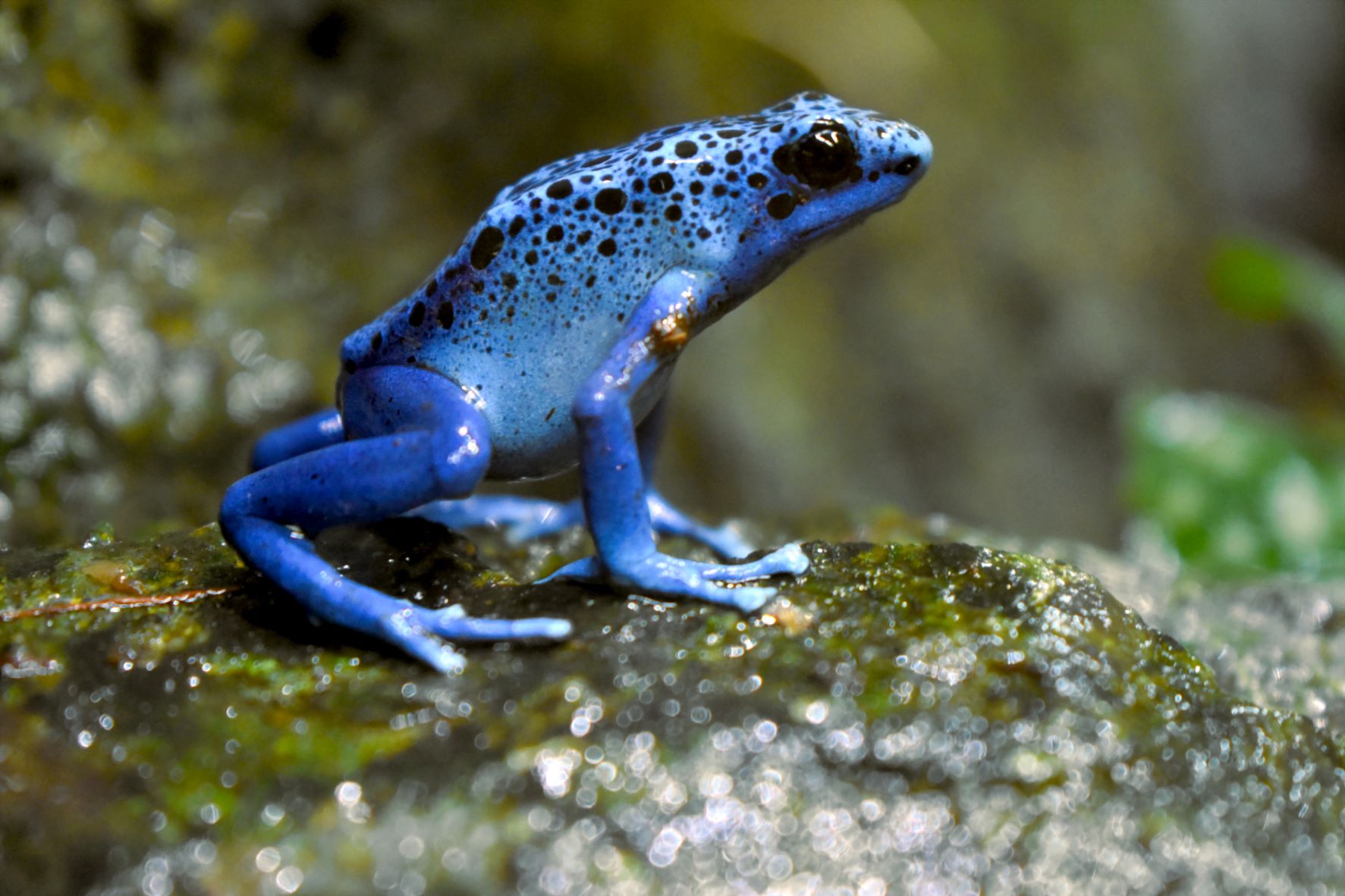 Tại sao loài ếch có thể sống sót sau khi tiểu hành tinh quét sạch sự sống Frogwallace-heng-njsoi5hxerq-unsplash-1669789827620256532539-1669797051572-16697970518161594875560-1669805710765-1669805710887146795797