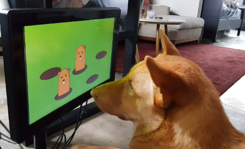 Công ty khởi nghiệp với dự án game dành cho chó - Ảnh 1.