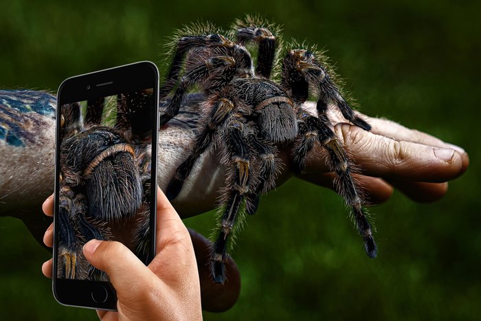 Loài nhện khổng lồ có kích thước bằng một con chó con - Ảnh 4.