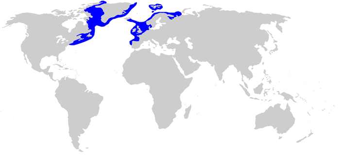 Cá mập Greenland: Sinh vật bí ẩn và hấp dẫn của đại dương - Ảnh 6.