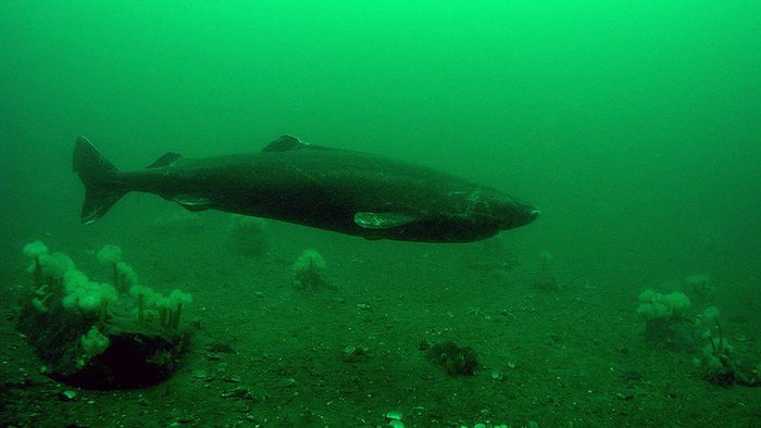 Greenland shark: The mysterious and fascinating creature of the ocean - Photo 5.