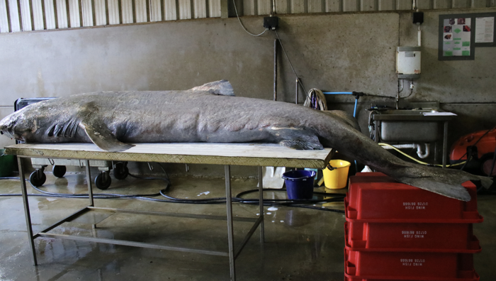 Cá mập Greenland: Sinh vật bí ẩn và hấp dẫn của đại dương - Ảnh 4.