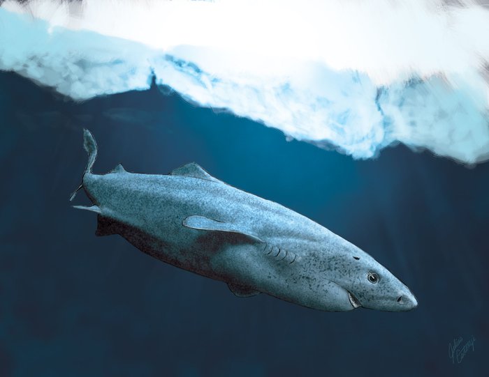 Cá mập Greenland: Sinh vật bí ẩn và hấp dẫn của đại dương - Ảnh 3.