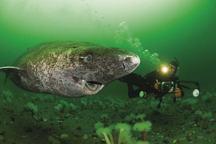 Greenland shark: The mysterious and fascinating creature of the ocean - Photo 2.