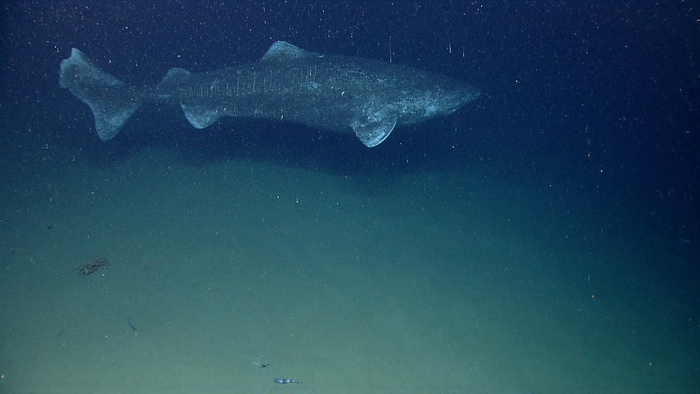 Cá mập Greenland: Sinh vật bí ẩn và hấp dẫn của đại dương - Ảnh 1.
