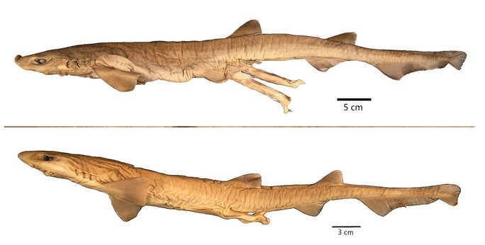 Phát hiện loài cá mập quái dị chưa từng thấy trên thế giới - Ảnh 2.