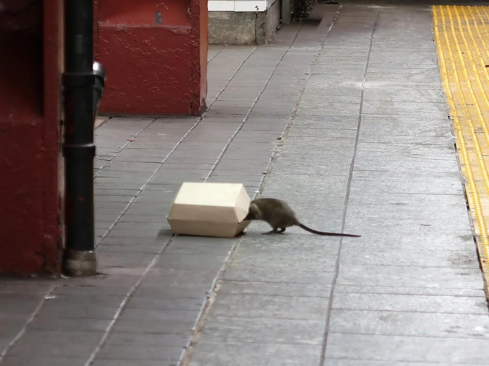 Thành phố New York đăng quảng cáo tuyển 'chiến binh chuột', bằng đại học là yêu cầu tối thiểu, thu nhập tới 170.000 USD - Ảnh 1.