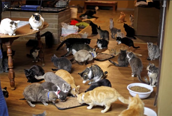 The old woman trained the cat squad to become a super thief, with a stolen item of up to 14 billion VND - Photo 2.