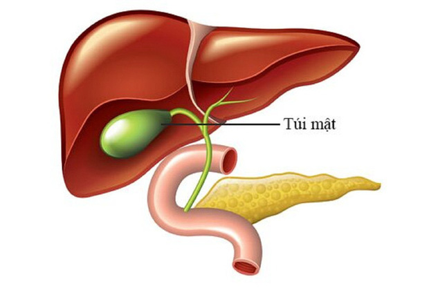  Câu đố Tiếng Việt: Túi gì nghe tên tưởng ngọt, hoá ra đắng ngắt khó lọt khỏi người? – Phải thông minh lắm mới đoán đúng! - Ảnh 2.