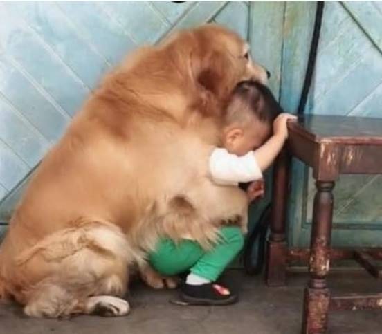 It's a good dog, seeing the little boy being beaten by his father, he sacrificed himself to protect - Photo 2.